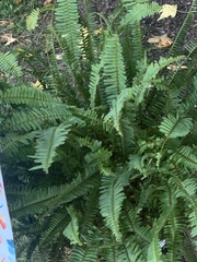 Nephrolepis
