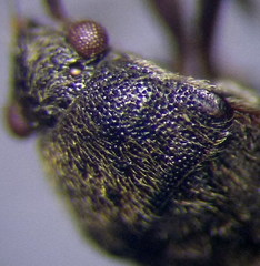 Stygnocoris rusticus
