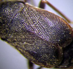 Stygnocoris rusticus