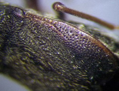Stygnocoris rusticus