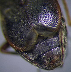 Stygnocoris rusticus