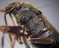Stygnocoris rusticus
