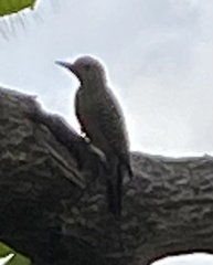 Melanerpes carolinus image