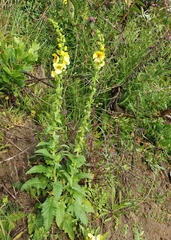 Verbascum creticum