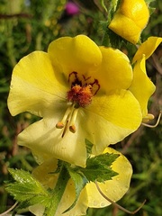 Verbascum creticum
