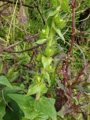 Verbascum creticum