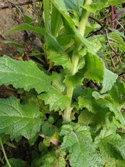 Verbascum creticum