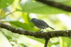 Thamnophilus murinus