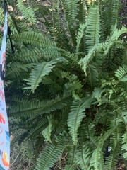 Nephrolepis