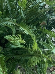 Nephrolepis