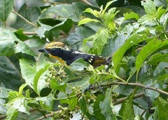Capito auratus