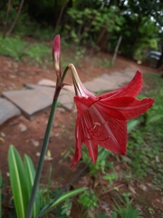 Angiospermae