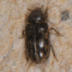 Heterocerus fenestratus