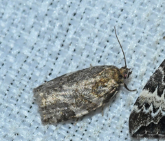 Archips mortuana