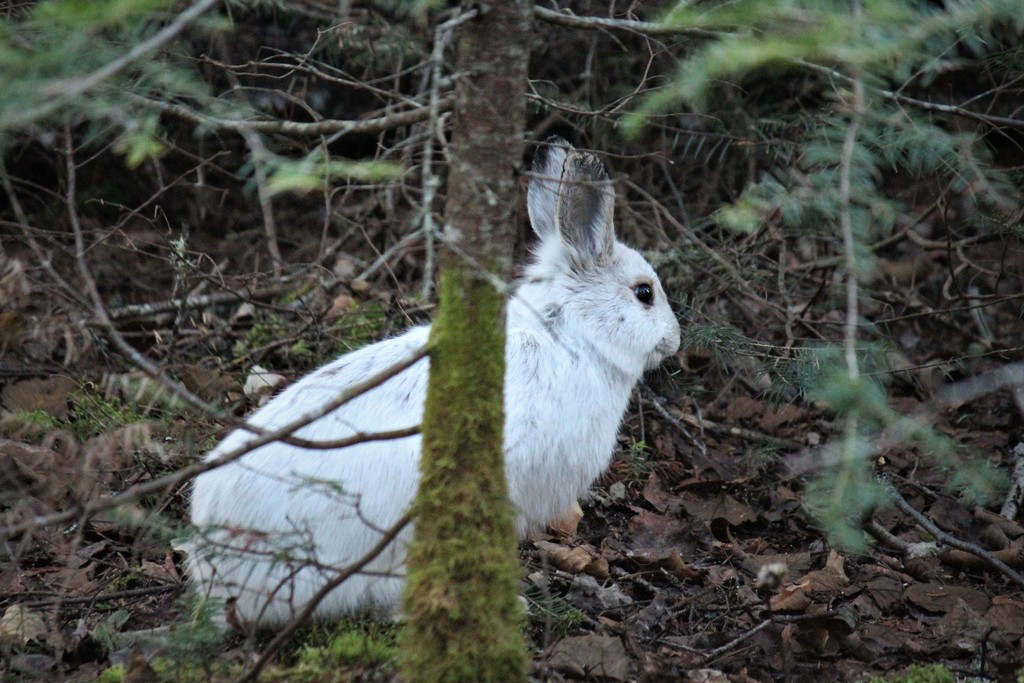 Snowshoe Hare from Thunder Bay District, ON, Canada on November 19, 2020 at 0345 PM by Ryan