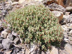 Onosma alborosea
