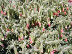 Onosma alborosea