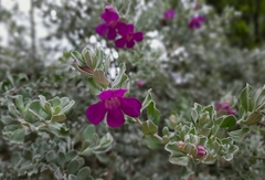 Angiospermae