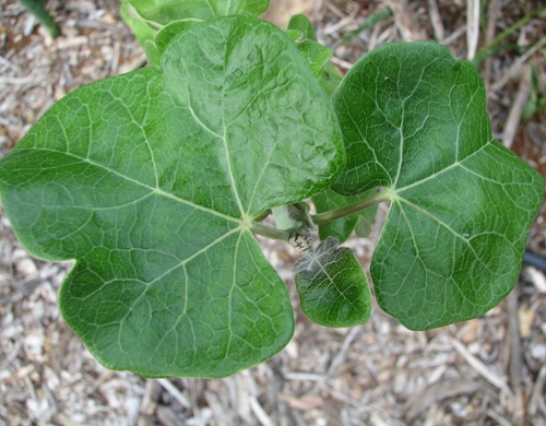 Ashy Jatropha