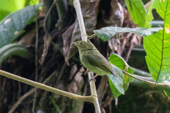 Pipridae