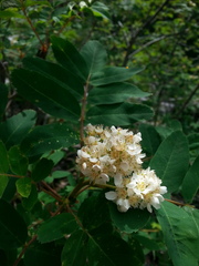 Sorbus sitchensis grayi