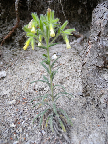Swiss golden drop (Onosma helvetica)