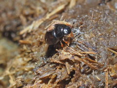 Cercyon melanocephalus