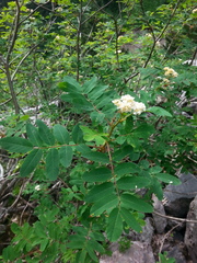 Sorbus sitchensis grayi