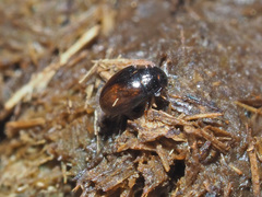 Cercyon melanocephalus
