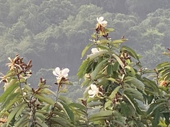 Pterospermum xylocarpum