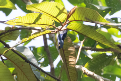 Dacnis albiventris