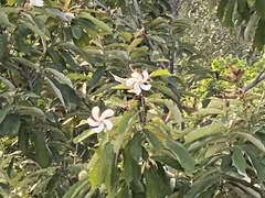 Pterospermum xylocarpum