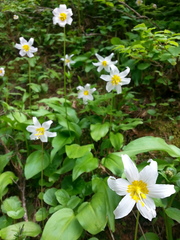 Erythronium montanum