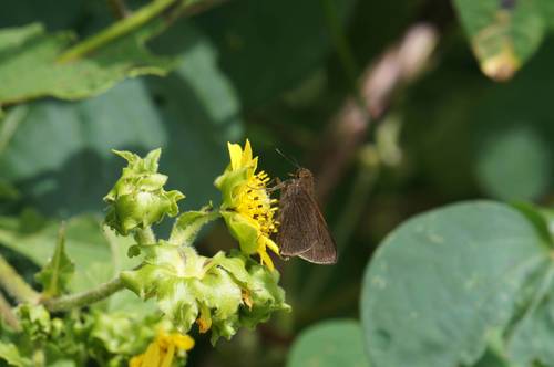 Black-dotted Skipper
