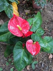 Anthurium