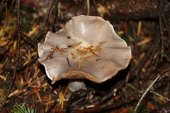 Cortinarius riederi