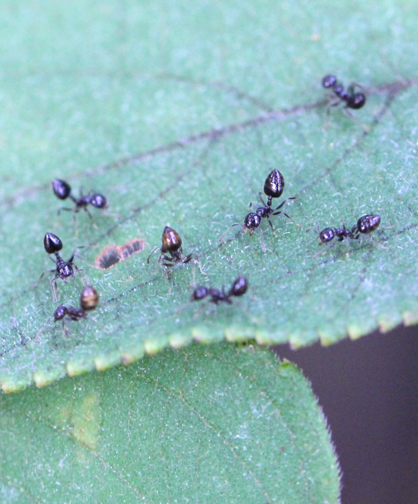 Crematogaster aberrans
