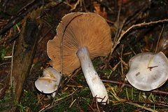 Cortinarius riederi
