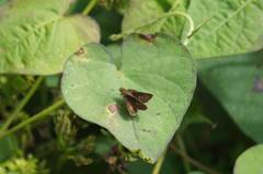 Callimormus saturnus