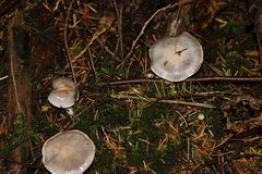 Cortinarius riederi