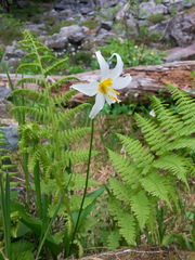Erythronium montanum