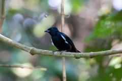 Tachyphonus surinamus