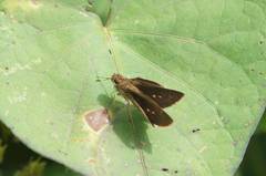 Callimormus saturnus