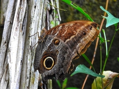 Caligo telamonius memnon