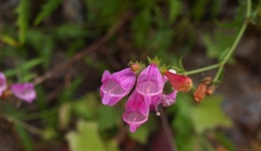 Penstemon richardsonii