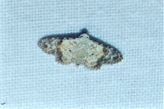 Araeopteron epiphracta