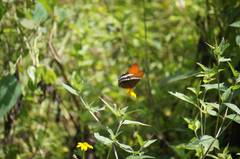 Siproeta epaphus epaphus