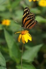 Eresia phillyra phillyra