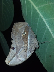 Eryphanis lycomedon