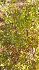 Baccharis pilularis consanguinea